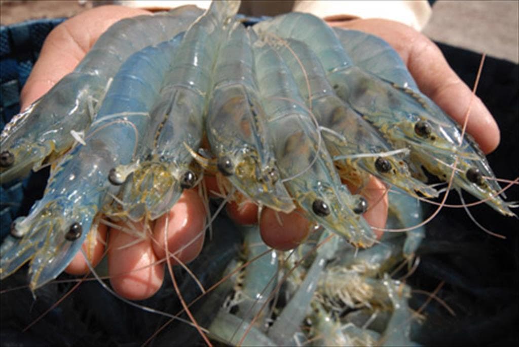 US Anti-Dumping Duty on Water Shrimps